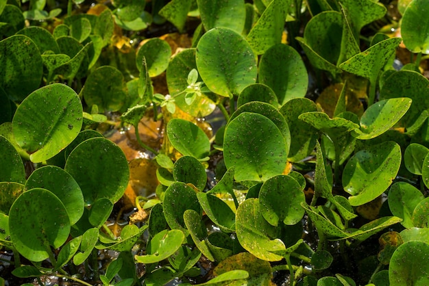 Foglia di fiore di loto. avvicinamento