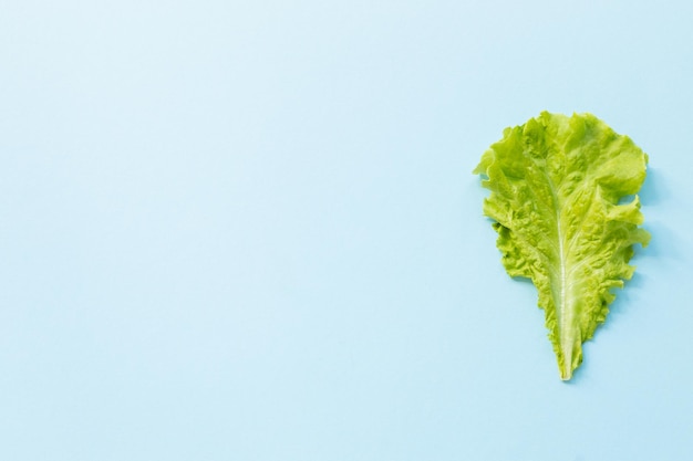 Foglia di insalata di lattuga isolata su sfondo blu Sfondo creativo con insalata di cibo sano