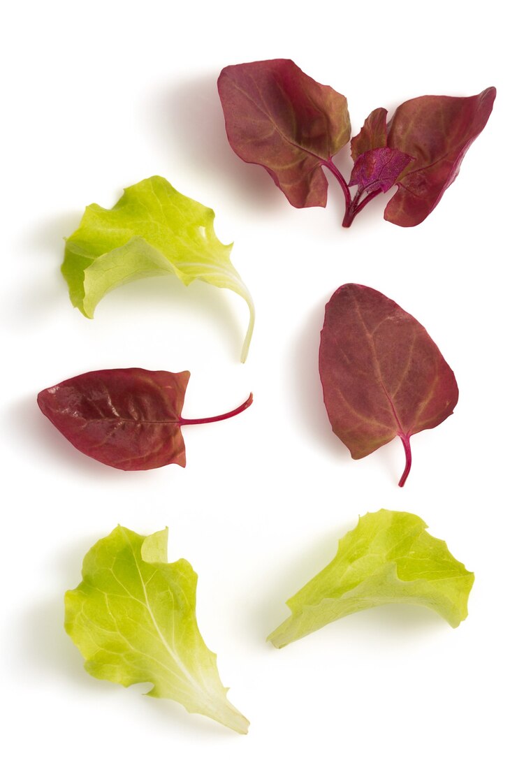 Foglia di insalata isolata su bianco