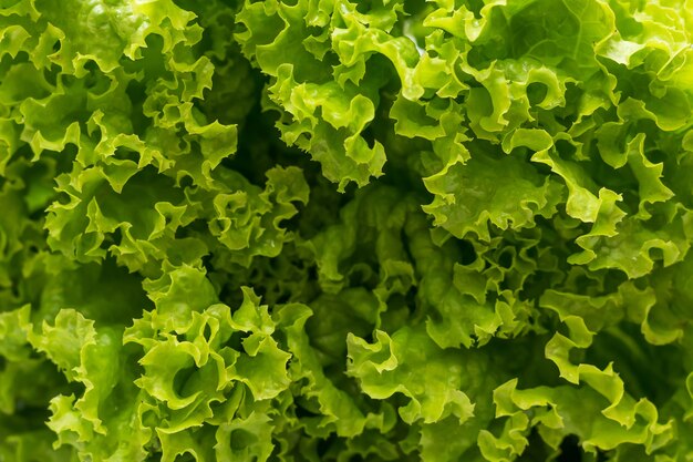 Foglia di insalata, lattuga verde isolato su sfondo bianco