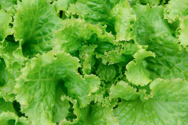 Foglia di insalata Sfondo di lattuga fresca sfondo di verdure