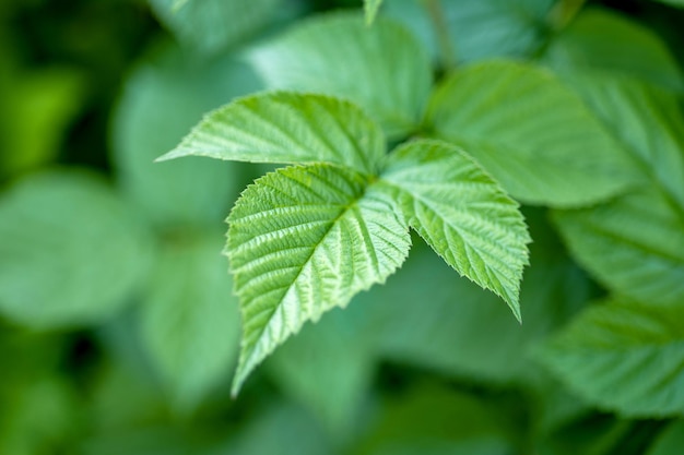 Foglia di lampone verde fresco