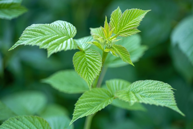 Foglia di lampone verde fresco