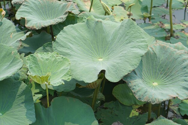 Foglia di loto nel laghetto in giardino