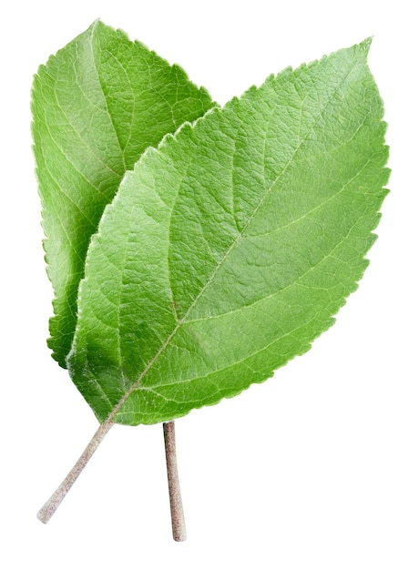 Foglia di mela verde isolata su sfondo bianco Lascia il tracciato di ritaglio di mela