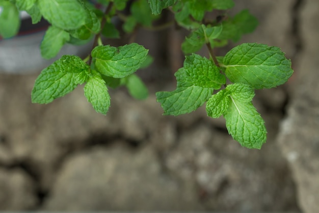 Foglia di menta piperita in giardino.