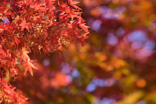 Foglia di momiji dell&#39;acero di autunno nella priorità bassa del cielo blu