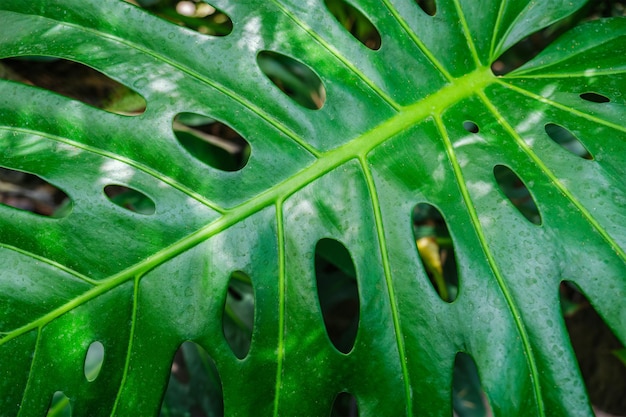 Foglia di Monstera deliciosa