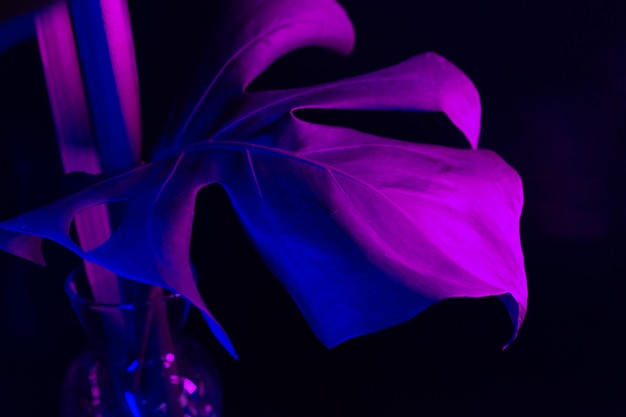 Foglia di Monstera in luce al neon blu