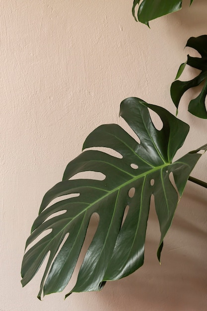 foglia di monstera sullo sfondo di un muro giallo da vicino