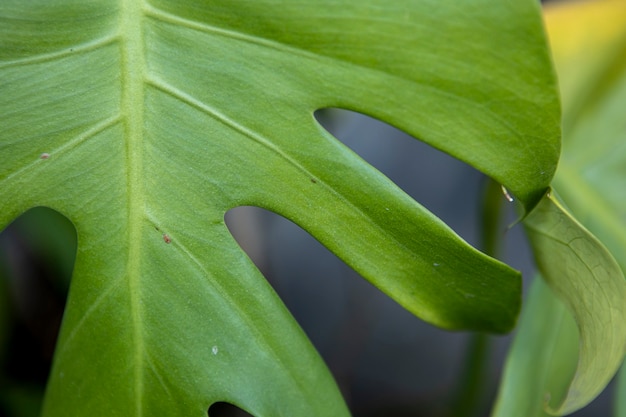 Foglia di monstera verde da vicino