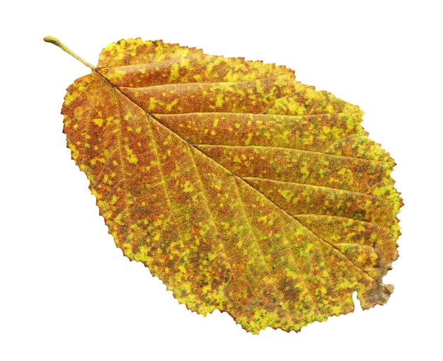 Foglia di ontano giallo isolata on white Foglia d'autunno di Alnus glutinosa isolata