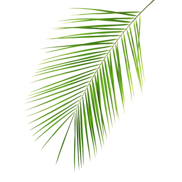 Foglia di palma da datteri tropicale fresca su sfondo bianco