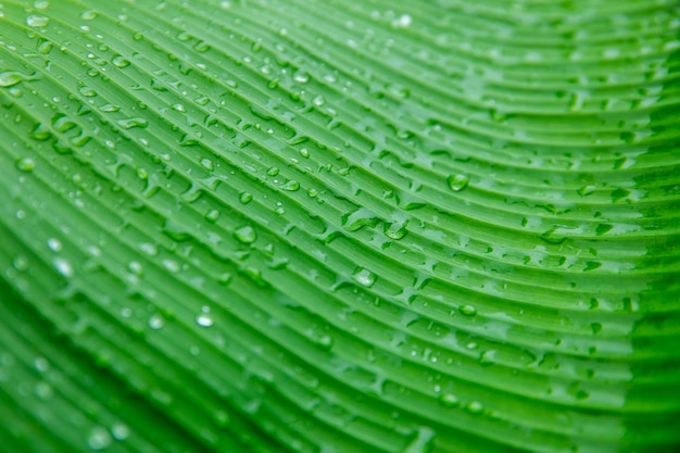 Foglia di palma delle banane, sfondo della natura Foglia verde con gocce d&#39;acqua nel mezzo della l