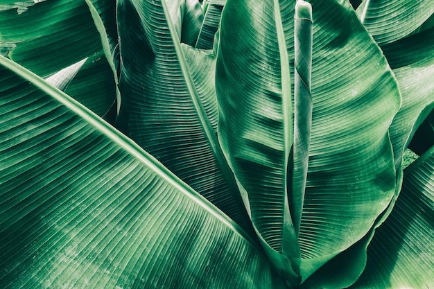 Foglia di palma di banana, sfondo verde della natura