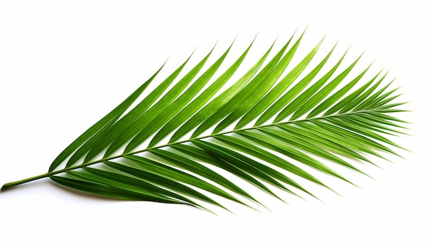 Foglia di palma isolata su uno sfondo bianco