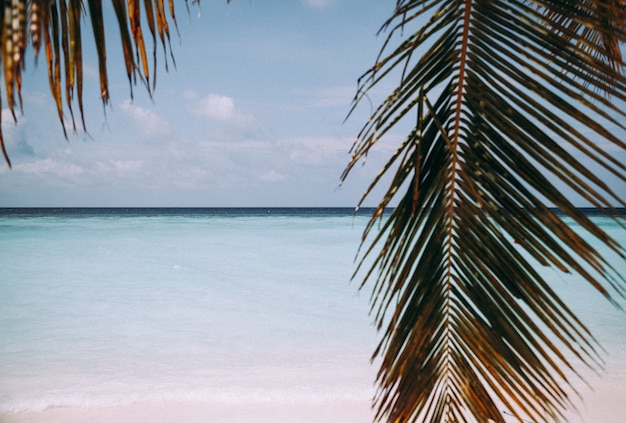 Foglia di palma, mare blu e spiaggia tropicale di sabbia bianca.