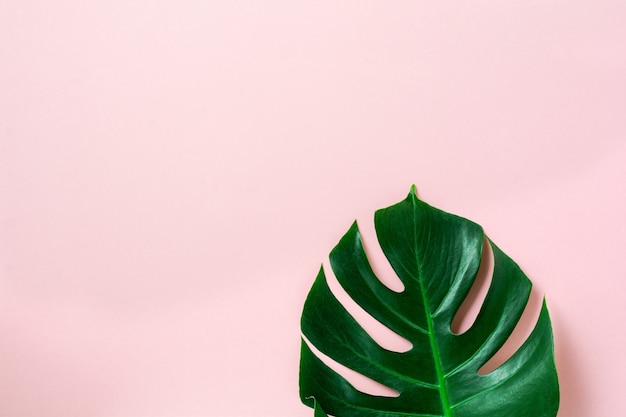 Foglia di palma tropicale di monstera su sfondo rosa con spazio di copia. Disposizione piatta. Vista dall'alto. Concetto di natura estiva o primaverile.