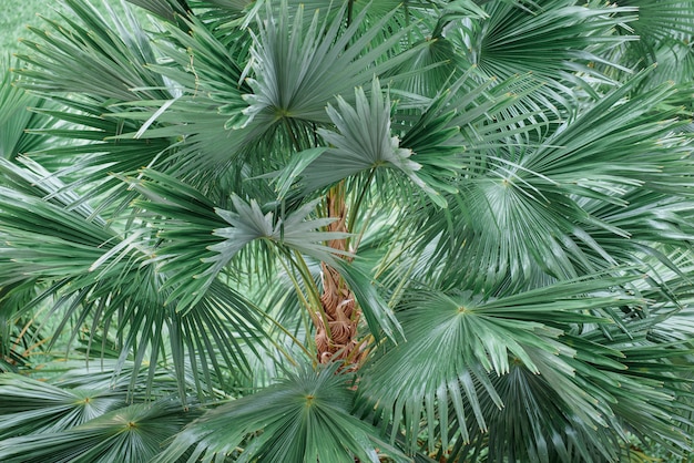 Foglia di palma tropicale, fondo verde scuro della natura della foglia