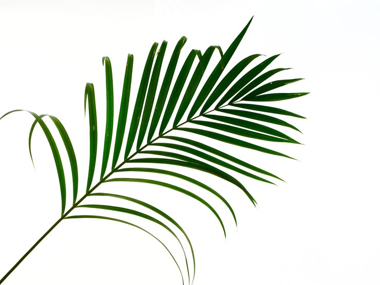 Foglia di palma tropicale su fondo bianco