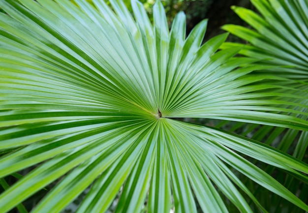 Foglia di palma verde brillante chiuso-up in natura tropicale