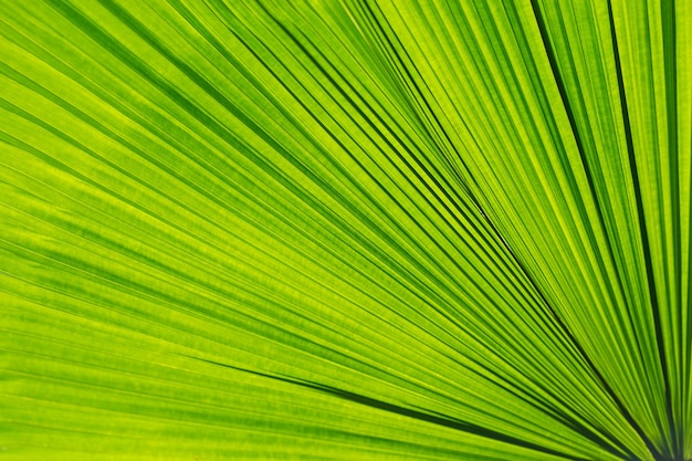 Foglia di palma verde come sfondo