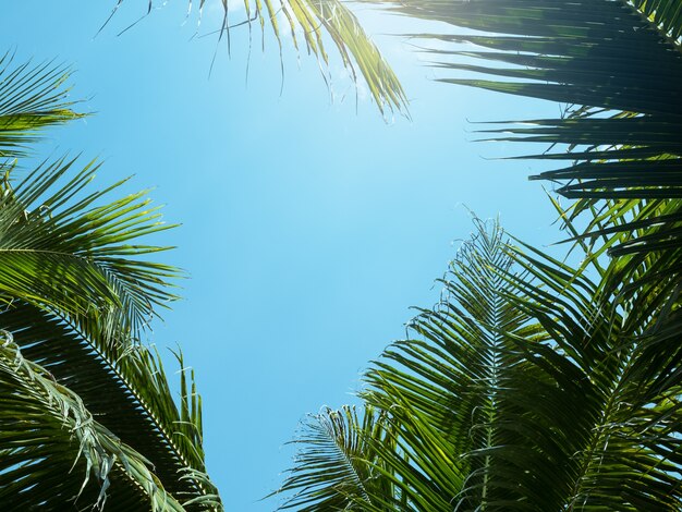 foglia di palma verde del cocco contro il fondo della natura del cielo blu.