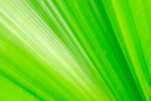 Foglia di palma verde del fan sul fondo vago di moto