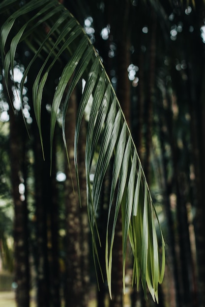 Foglia di palma verde Fondo naturale della giungla tropicale di estate