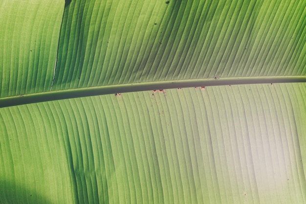 Foglia di palma verde primo piano Trama di foglia di banana