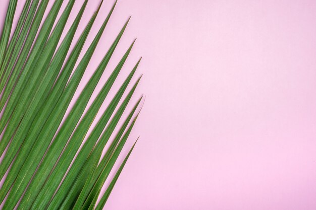 Foglia di palma verde sul tavolo rosa pastello