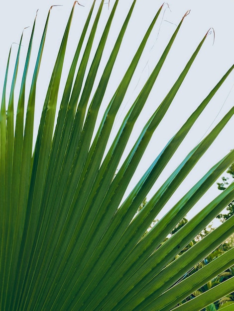 foglia di palma verde sullo sfondo del cielo blu vicino allo spazio della copia
