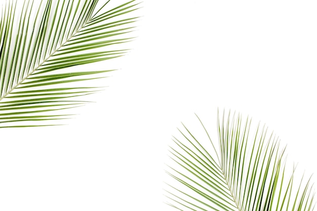 Foglia di palma verde tropicale su sfondo bianco vista dall'alto piatta