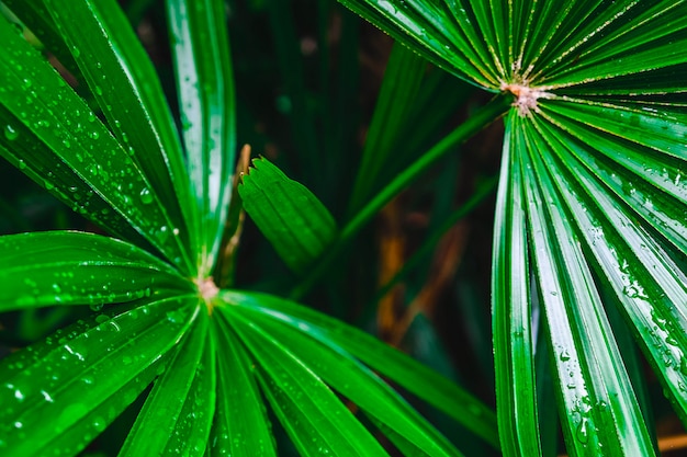 Foglia di palma verde