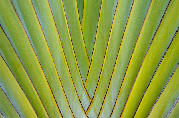 Foglia di palma verde