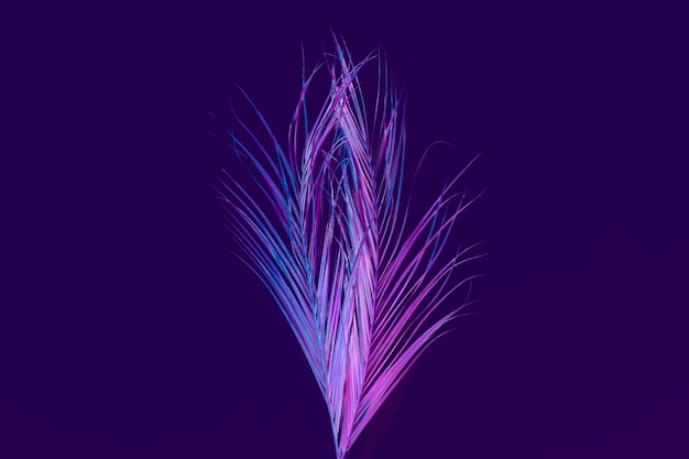 Foglia di palma vibrante viola Concetto di design tropicale surreale Sfondo scuro