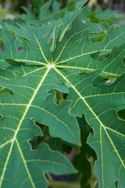 Foglia di papaya