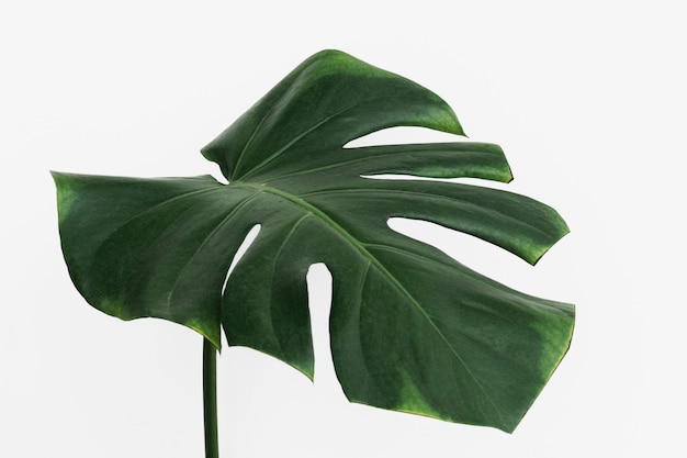 Foglia di pianta di monstera delicosa su uno sfondo bianco sporco