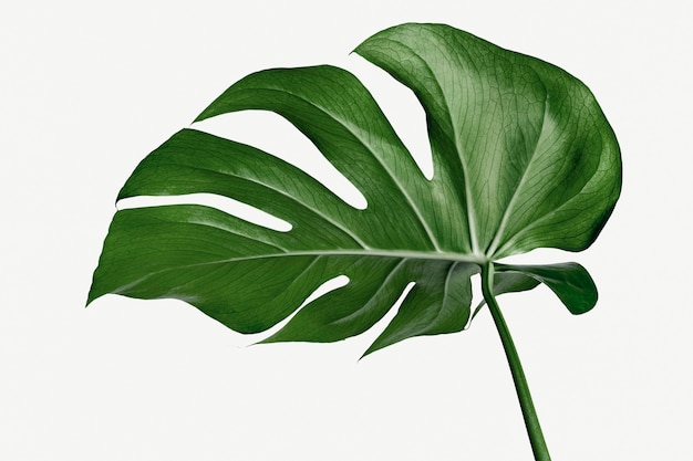 Foglia di pianta monstera delicosa su sfondo bianco white