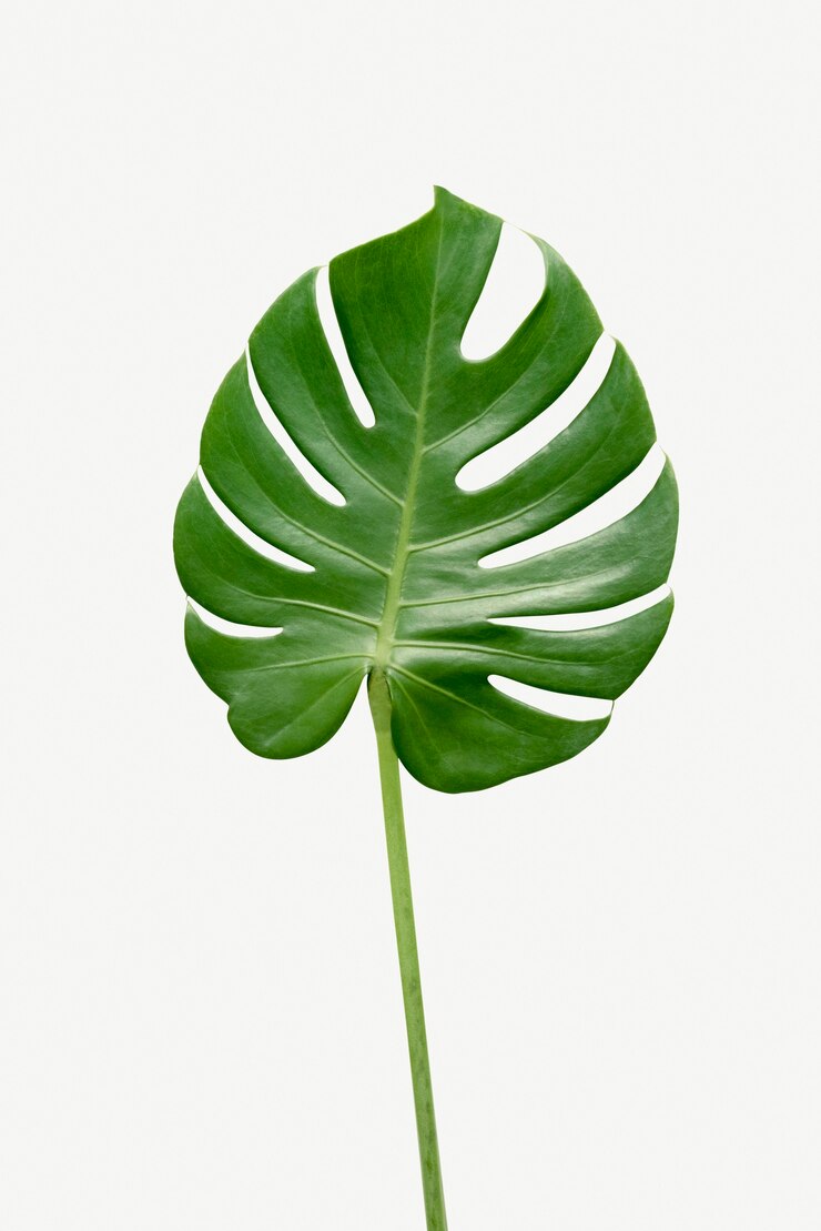 Foto foglia di pianta monstera delicosa su sfondo bianco white