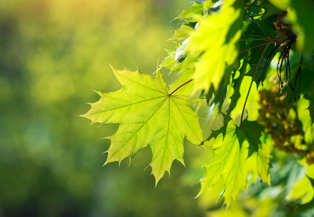 Foglia di primavera. Composizione della natura. foglie d'acero