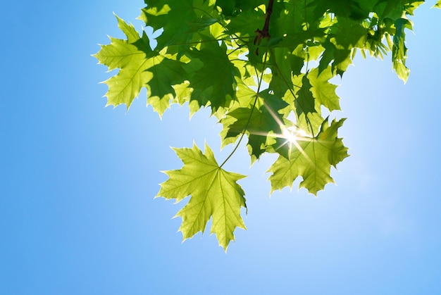 Foglia di primavera di acero