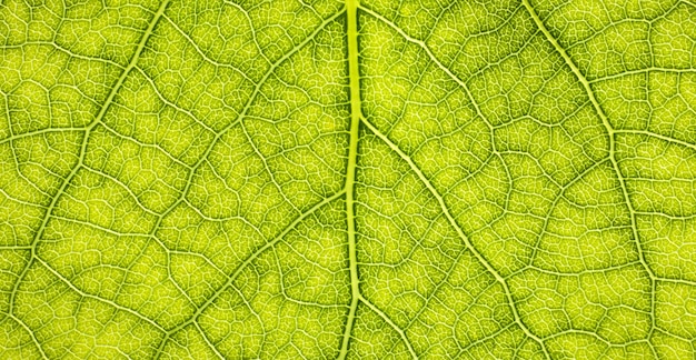 Foglia di primo piano Fotografia macro Foglia verde nervature texture