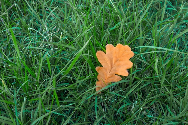 Foglia di quercia gialla autunnale in erba verde brillante