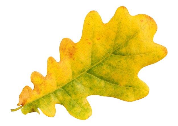 Foglia di quercia gialla isolato su sfondo bianco. foglie d'autunno.