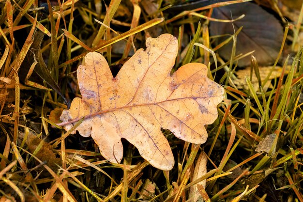 Foglia di quercia secca sull'erba in autunno