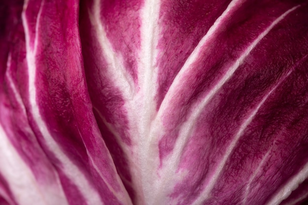 Foglia di radicchio rosso