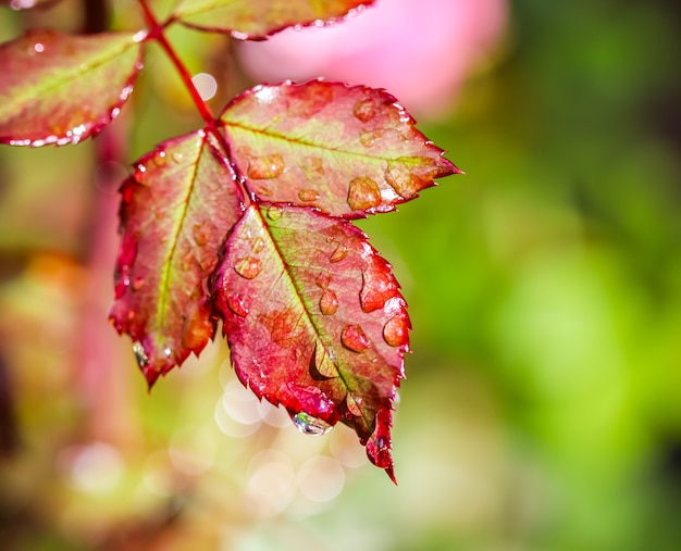 Foglia di rosa rossa con gocce di pioggia nel bokeh del giardino autunnale con riflesso di luce