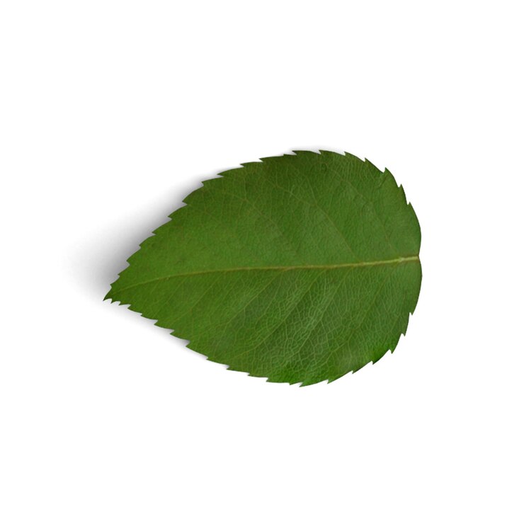 Foglia di rosa rossa verde una singola foglia su sfondo bianco