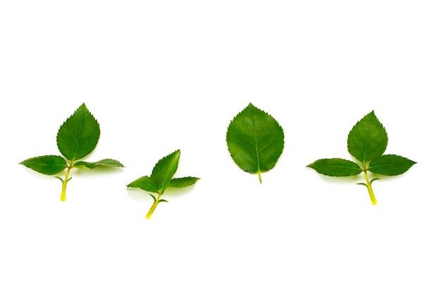 Foglia di rosa verde isolata su sfondo bianco.